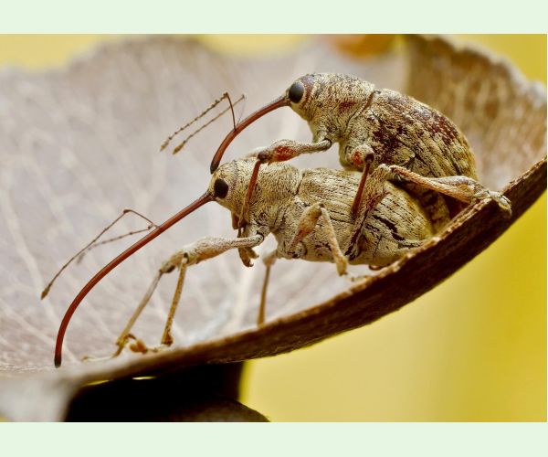 Nosánik žaľuďový