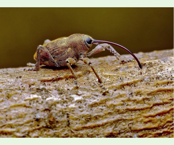 Nosánik žaľuďový