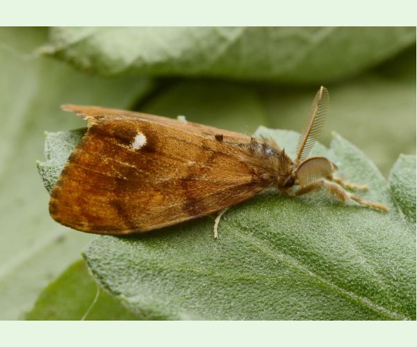 Štetinavec trnkový