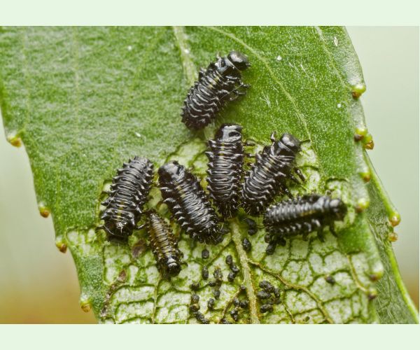 Liskavka Chrysomela vigintipunctata