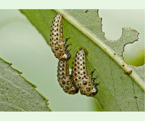 Liskavka Chrysomela vigintipunctata