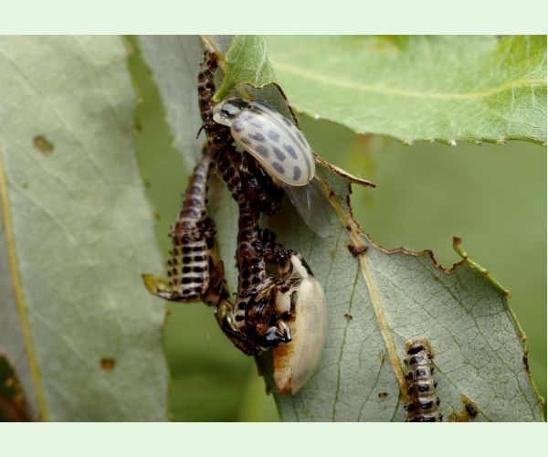 Liskavka Chrysomela vigintipunctata