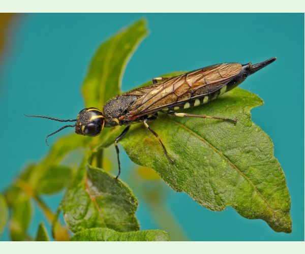 Pílovka Xiphydria longicollis