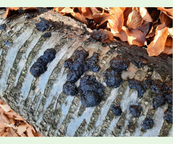 Tmavorôsolovec mozgovitý