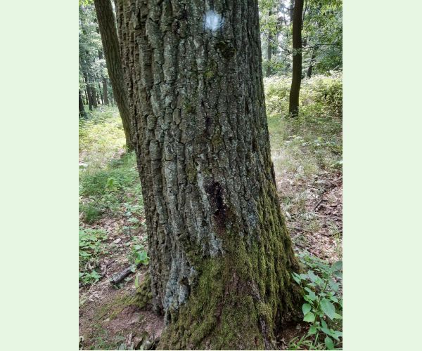 Fytoftóra kambiová