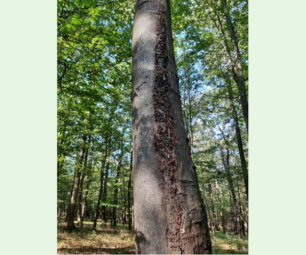 Diatrypka bodkovaná