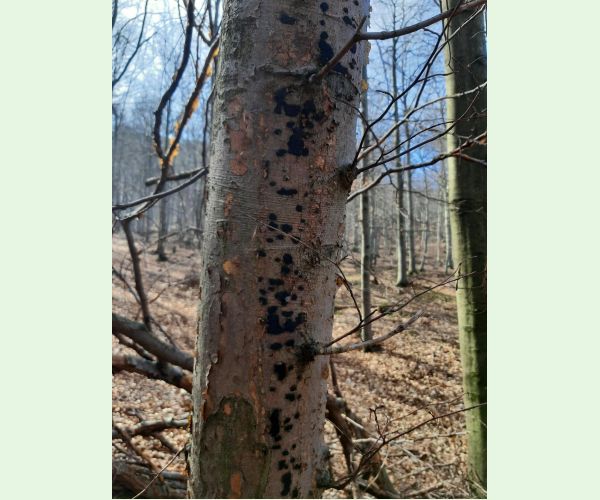 Peniazovček početný