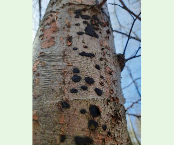 Peniazovček početný