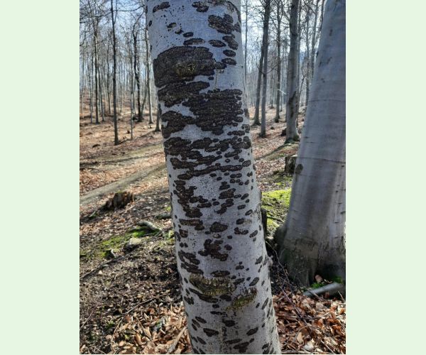 Dvojpustulovka drsná