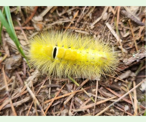 Štetinavec orechový