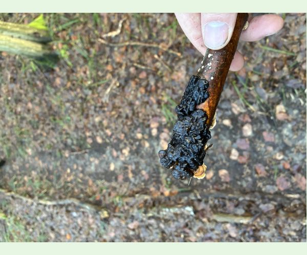 Tmavorôsolovec mozgovitý