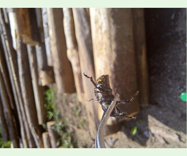 Tvrdoň deväťsilový