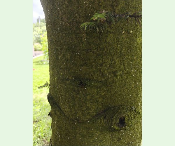 Kôrovnica duglasková