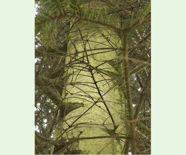 Kôrovnica duglasková