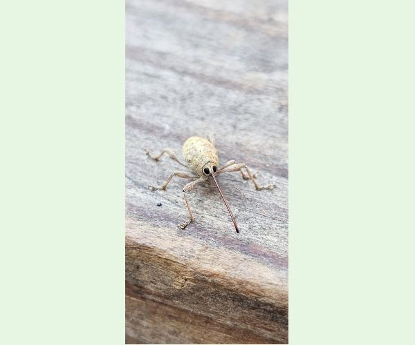 Nosánik žaľuďový