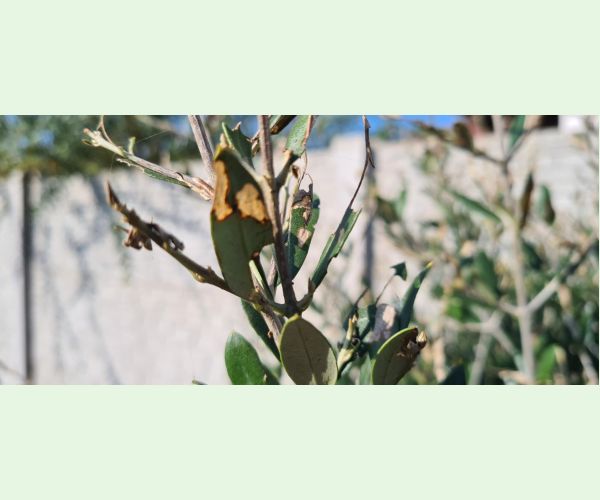 Priadzovček olivový