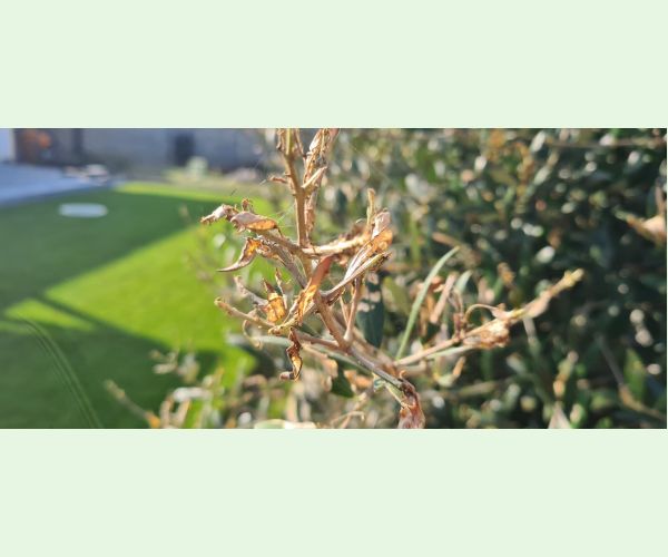 Priadzovček olivový