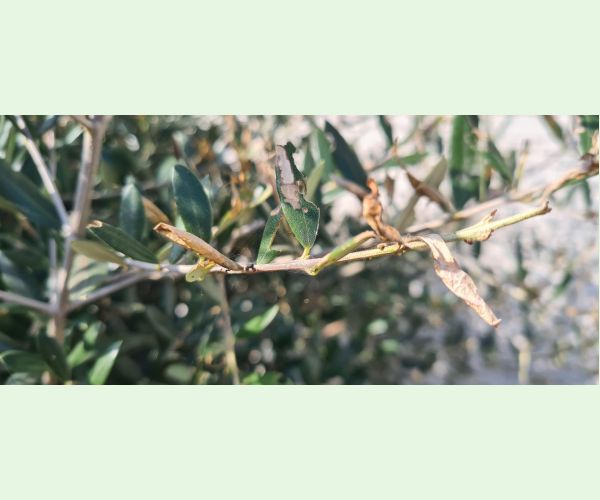 Priadzovček olivový