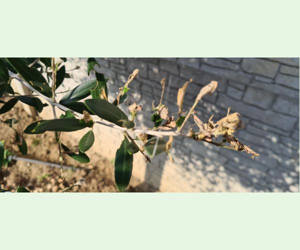 Priadzovček olivový