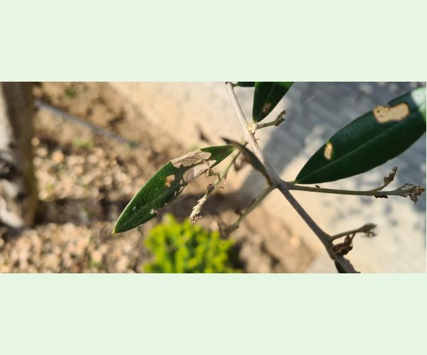 Priadzovček olivový