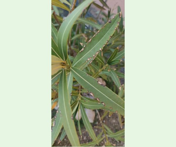 Škvrnitosť listov oleandra