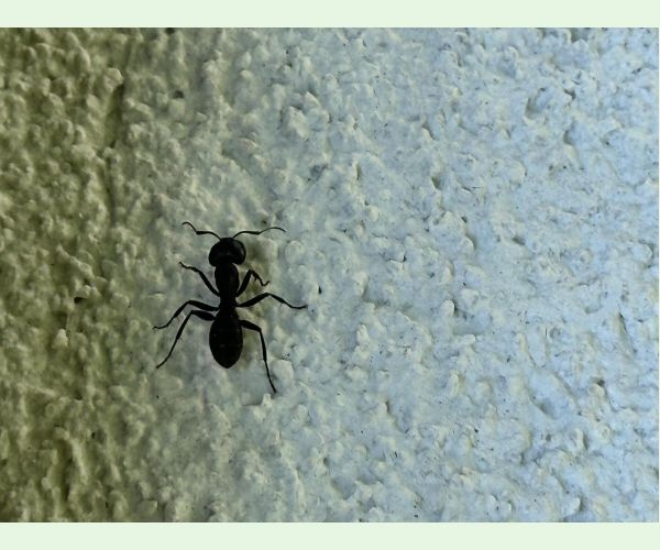 Mravce rodu Camponotus