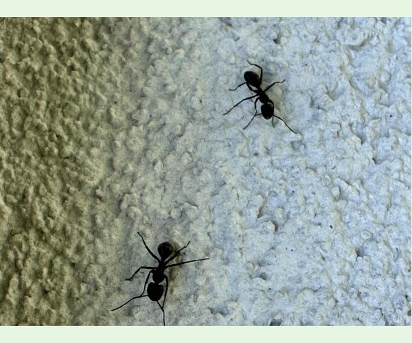 Mravce rodu Camponotus