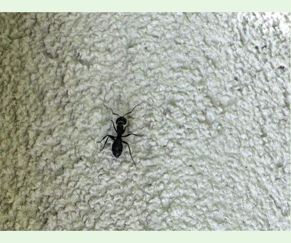 Mravce rodu Camponotus