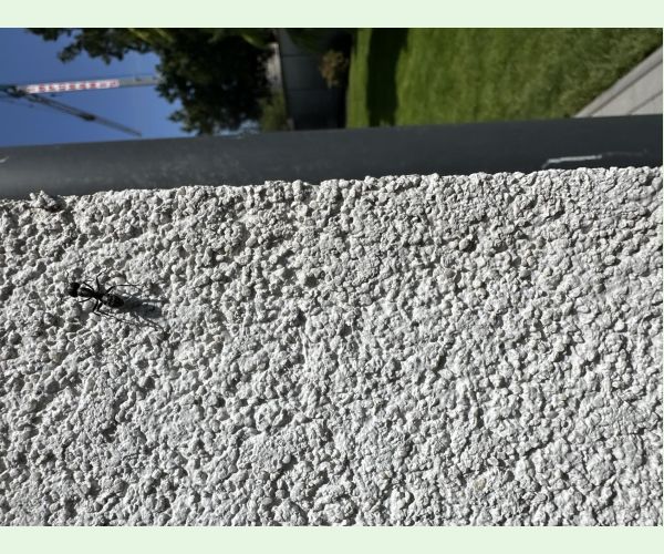 Mravce rodu Camponotus