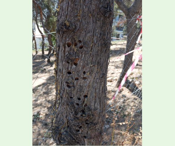 Krasoň Buprestis cupressi