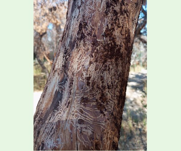 Lykožrút Orthotomicus erosus