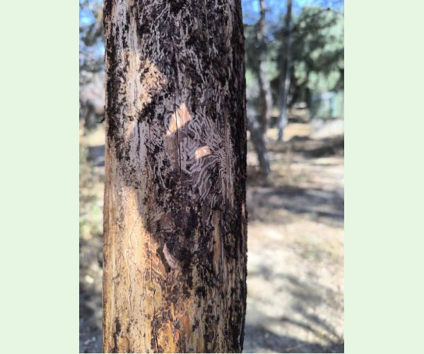 Lykožrút Orthotomicus erosus