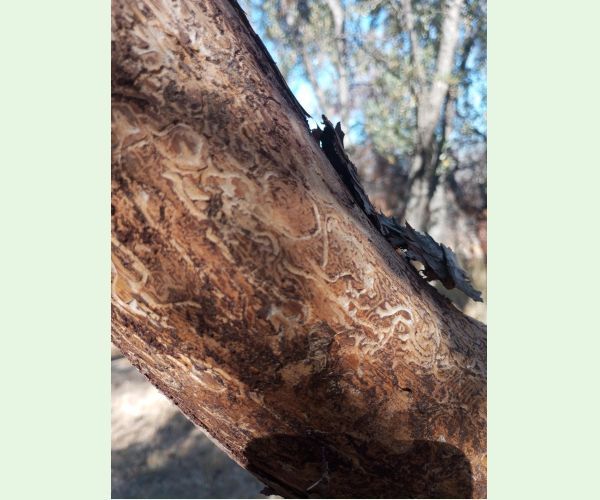 Lykožrút Orthotomicus erosus