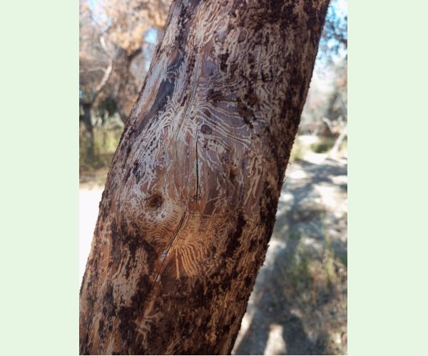 Lykožrút Orthotomicus erosus