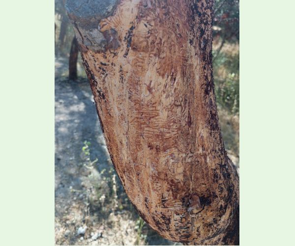 Lykožrút Orthotomicus erosus