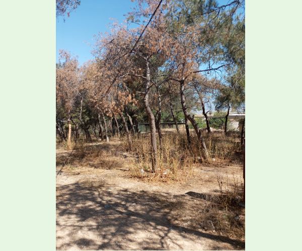 Lykožrút Orthotomicus erosus