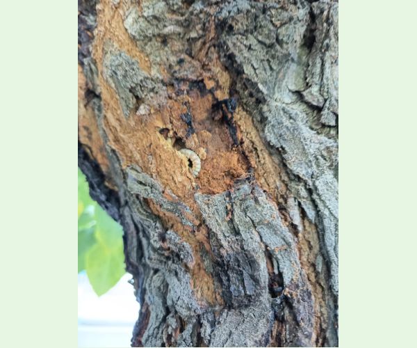 Fuzáč Xylotrechus chinensis