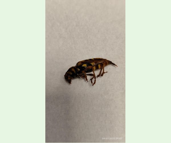 Fuzáč Xylotrechus chinensis