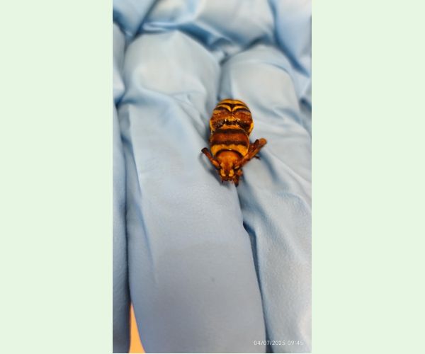 Fuzáč Xylotrechus chinensis