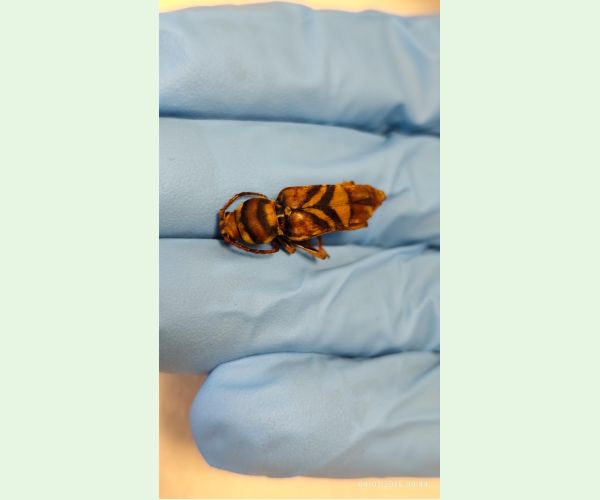 Fuzáč Xylotrechus chinensis