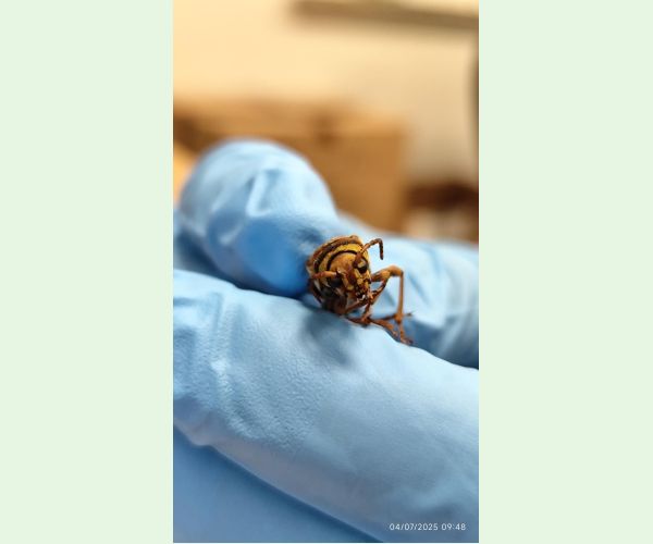 Fuzáč Xylotrechus chinensis