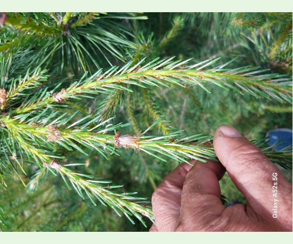 Obaľovač mládnikový