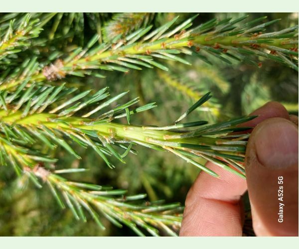 Obaľovač mládnikový