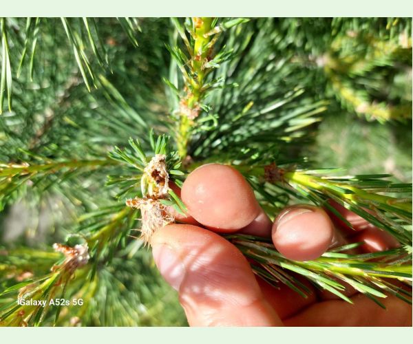 Obaľovač mládnikový