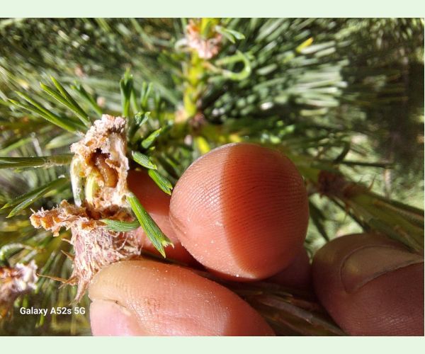 Obaľovač mládnikový