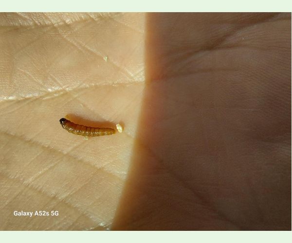 Obaľovač mládnikový