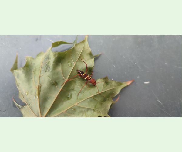 Fuzáč červenohlavý