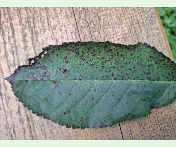 Blumerielka čerešňová