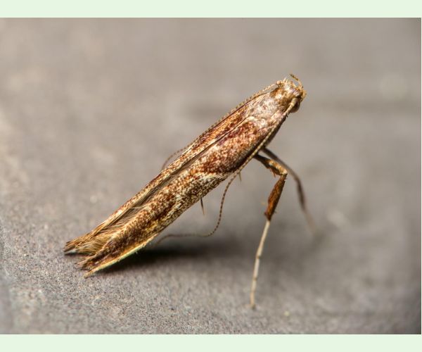 Psotka Caloptilia fidella