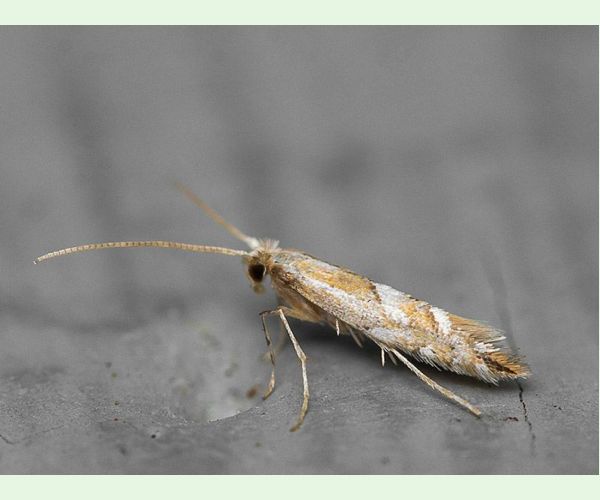 Ploskáčik Phyllonorycter tenerella